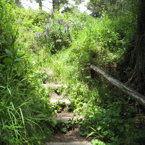 Questing: Where Is The Path?